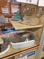 Kittens in petsmart