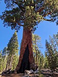 Grizzly giant (oudste sequoia)