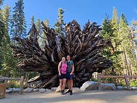 Omgevallen sequoia
