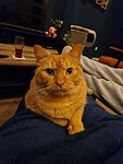 Oliver op schoot