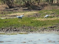 De Lagoon bij Camooweal met kraanvogels