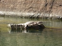 Een sweety in Katherine Gorge