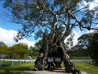 Een van de vele oude gumtrees die je hier tegenkomt.