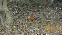 De eerst Adeliade Rosella