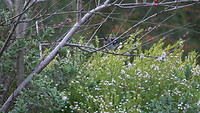 Het mannetje van de Blue Wren