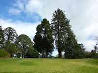 Botanical Gardens Hamilton met erg grote bomen