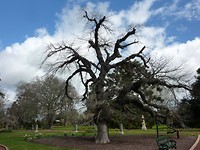 In de botanische tuin in Ballarat