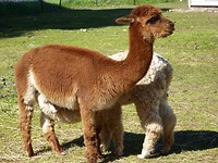 Alpaca moeder met zogend jong