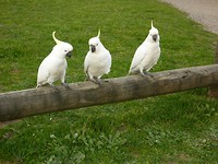 Geen drie aapjes op een rij maar grote geelkuif kaketoes