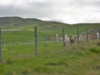 Enkele Alpaca's