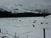 Schapen in de sneeuw. Op weg naar Manapouri.