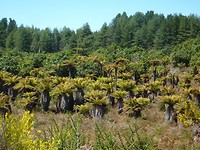 Zo ziet een bosje met varenbomen er uit.