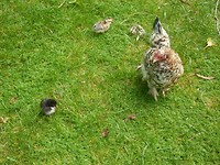Enkele vogels en vogeltjes in Bird World