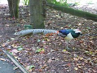 Zilverfazant