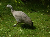 Geelsnavel gans
