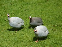 Poelepetaten of Parelhoenders.