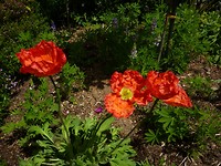 Enkele mooie bloemen in bloei in de tuinen van Bird World