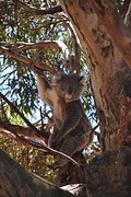 Mooie mannelijke koala