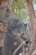little baby koala