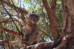 Papa en mama Koala