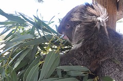 Baby koala in Glen's animal park