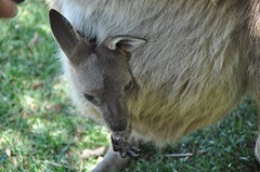 little baby roo