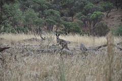 Skippy