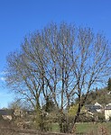 IMG_9936