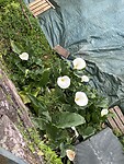 IMG_0056