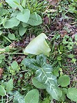IMG_0064