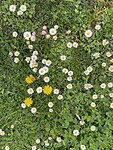 IMG_0353