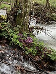 IMG_0334