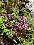 IMG_0335