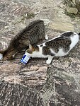 IMG_0419