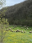 IMG_0434