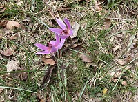 IMG_0514