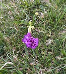 IMG_0463