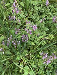 IMG_0574