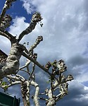 IMG_0567