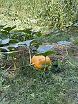 IMG_3851