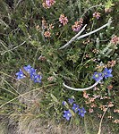 IMG_4116