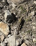 IMG_4094