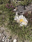 IMG_4055