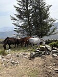IMG_4110