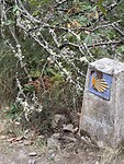 IMG_4286