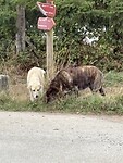 IMG_4218