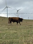 IMG_4215