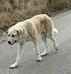 IMG_4222