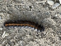 IMG_4391