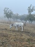 IMG_4358